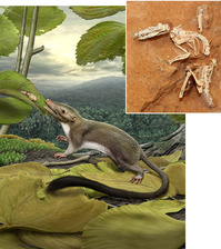Archivo:First_placental_mammal.png‎
