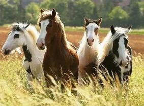 Archivo:Horses.jpg‎