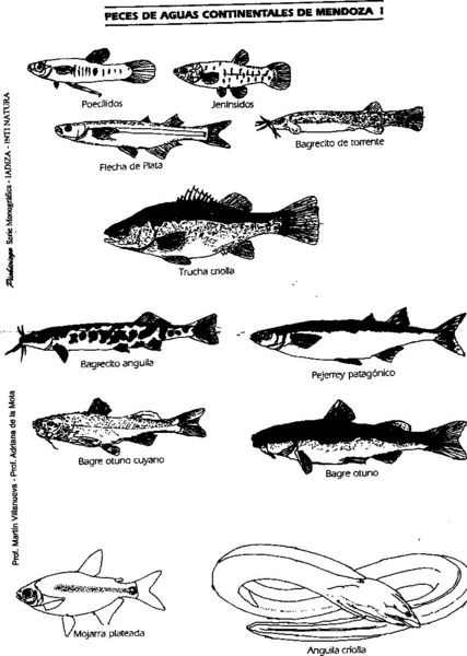 Archivo:Iadiza-material didactico-lamina-peces1.jpg