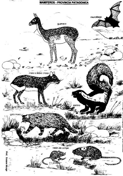 Archivo:Iadiza-material didactico-mamiferos-1.jpg