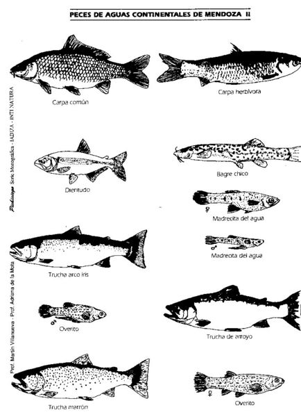 Archivo:Iadiza-material didactico-lamina-peces2.jpg